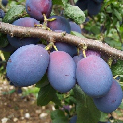 Ciruela Angelina